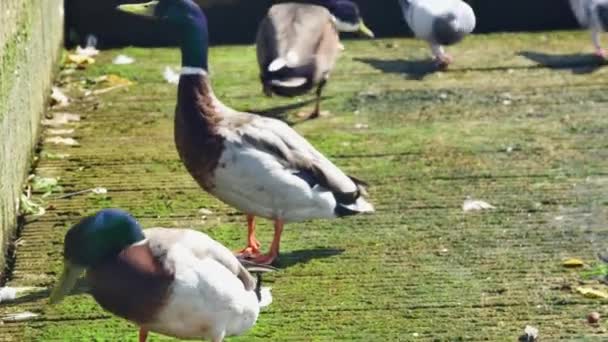 鸭吃扔在鸽子旁边的食物 — 图库视频影像