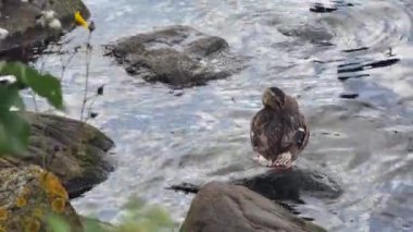 Kayalık bir deniz kıyısında dinlenen yaban ördeği..