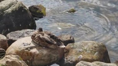 Yaban ördeği kayalık bir sahilde uyur..