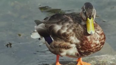 Yaban ördeği büyük bir kayanın üzerinde duruyor.