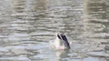 Yaban ördeği deniz suyunda çok hızlı yüzer.