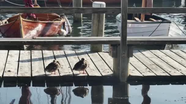 Patos Descansar Contra Pano Fundo Barcos Vela — Vídeo de Stock