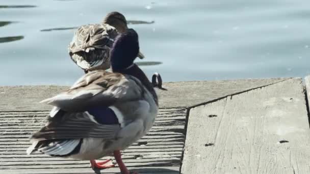 Ducks Stairs Harbor Shore — Stock Video