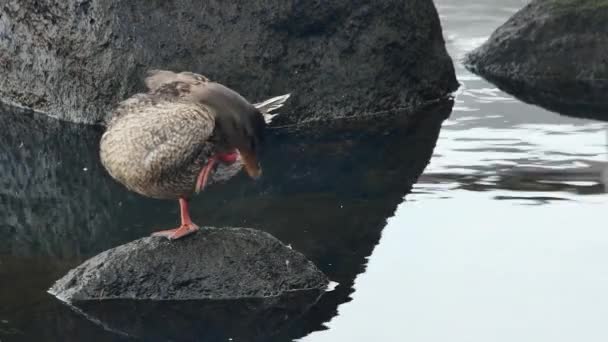 Mallard Ducks Resting One Leg Stone Side View — Stock Video