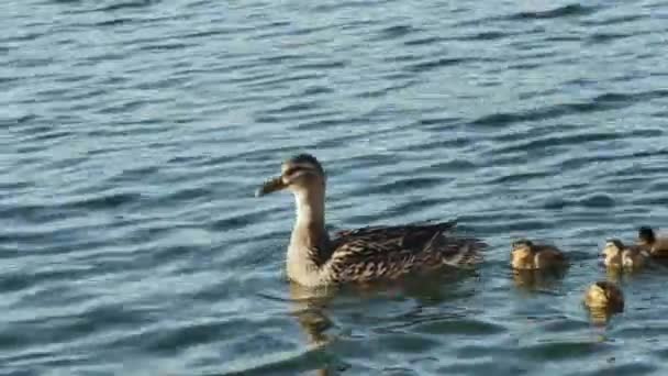 Mallard Duck Swims Sea Her Little Ducklings — Stock Video