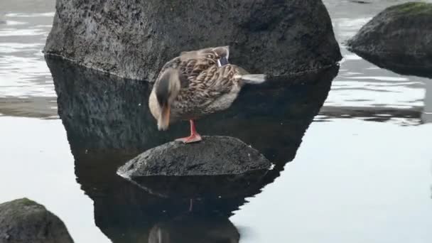 Mallard Ducks Resting One Leg Stone — Stock Video