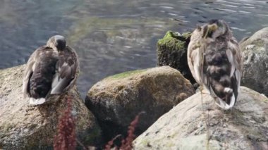  İki vahşi ördek, kayalık bir deniz kıyısında, yakın planda uykuya dalar..