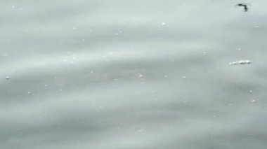 Yaban ördeği deniz kıyısındaki büyük bir kayanın üzerinde dinleniyor..
