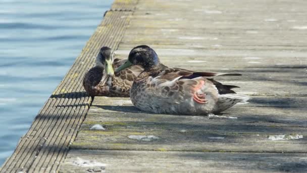 两只鸭子躺在一个木制的码头上 侧面看 — 图库视频影像