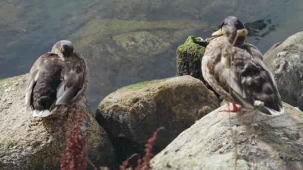 Dois Patos Selvagens Adormecem Uma Costa Rochosa — Vídeo de Stock