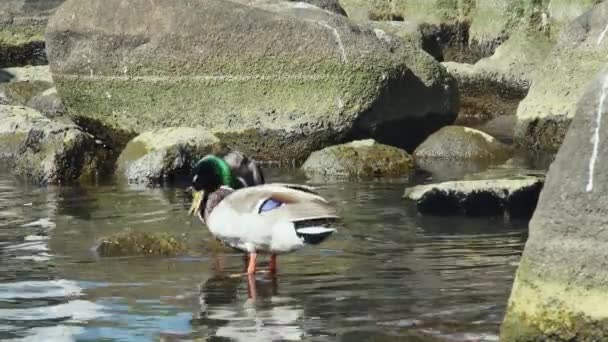 Two Wild Ducks Background Large Stones — Stock Video