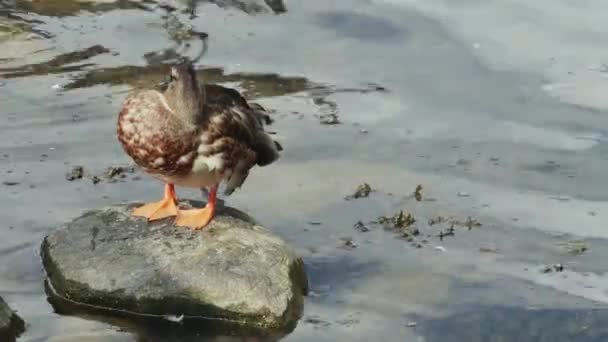 野鸭在岩石荒芜的海滨睡着了 特写镜头 — 图库视频影像