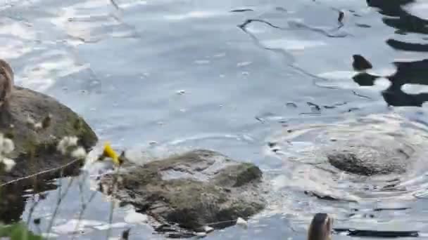 Patos Selvagens Dormem Descansam Praia — Vídeo de Stock