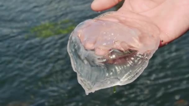 小さな透明クラゲ アウレリアオーリタ 海の上の手のひらに クローズアップ — ストック動画
