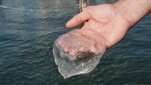 Pequeñas Medusas Transparentes Palma Sobre Agua — Vídeos de Stock
