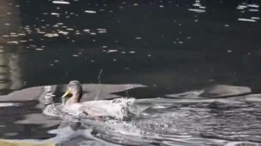 Bir yaban ördeği setin kıyısında birkaç kez suya dalıyor..