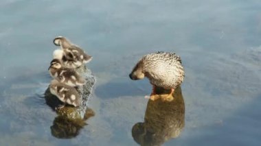  Dört küçük ördek yavrusu annelerinin yanındaki bir taşta ısınıyor..