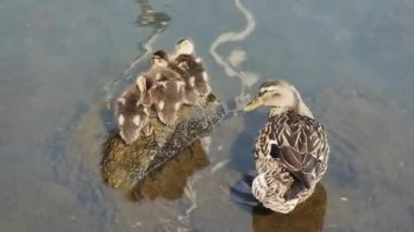 Küçük vahşi ördek yavruları annelerinin yanındaki bir taşta ısınırlar.