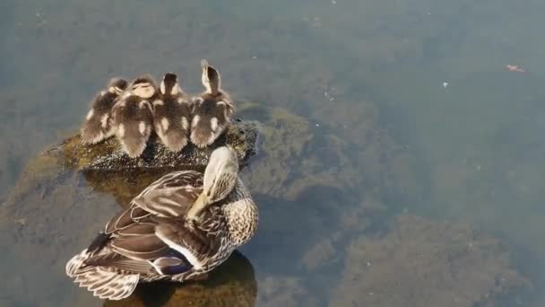 Eine Familie Von Wildenten Sonnt Sich Meerwasser Blick Von Oben — Stockvideo