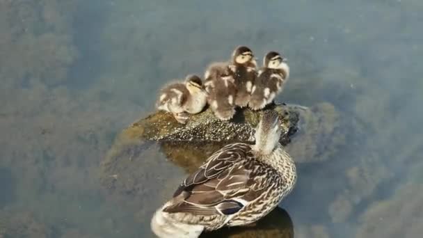 Small Funny Ducklings Warm Themselves Stone Sea Water Mother Top — Stock Video