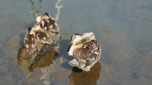 Small Wild Ducklings Warm Themselves Stone Water Mother Top View — Stock Video