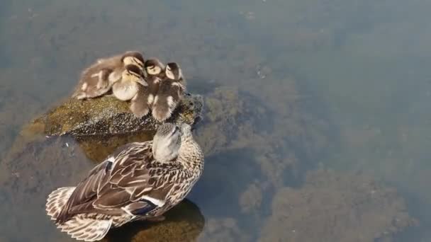 Wild Duck Little Ducklings Sea Water — Stock Video