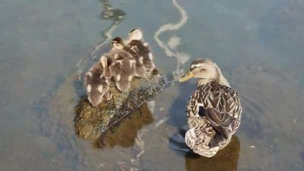 Small Wild Ducklings Warm Themselves Stone Mother Top View — Stock Video