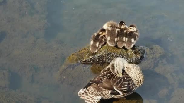 Small Funny Ducklings Freezing Stone Sea Water Mother Top View — Stock Video