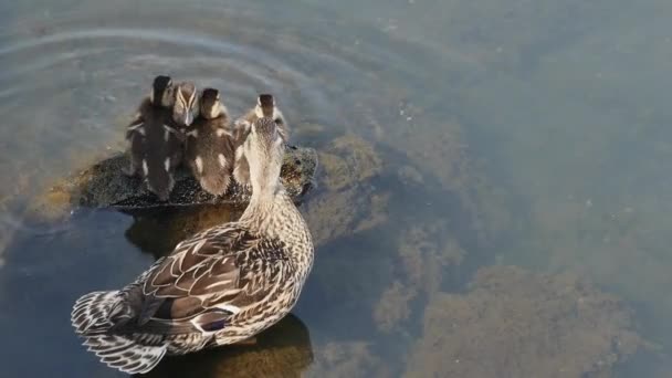 Small Wild Ducklings Warm Themselves Stone Top View Slow Motion — Stock Video