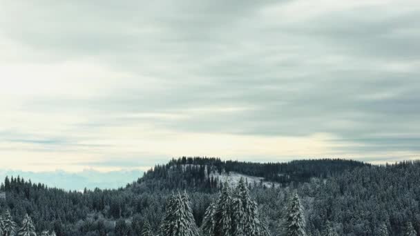 Paesaggio Montagne Invernali Alpine Con Conifere Innevate — Video Stock