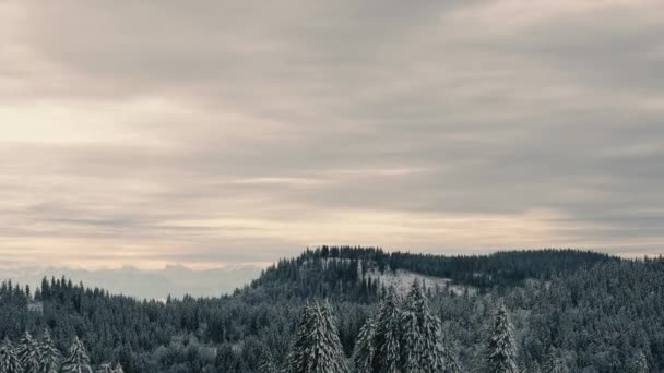 Winterlandschaft Mit Schneebedeckten Nadelbäumen — Stockvideo