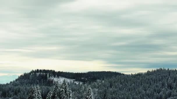 俯瞰着覆盖着积雪的针叶树的冬季群山的风景 — 图库视频影像