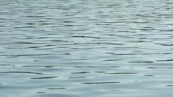 Kleine Zeilboot Afgemeerd Zee Retro Stijl Naast Meeuw Slow Motion — Stockvideo