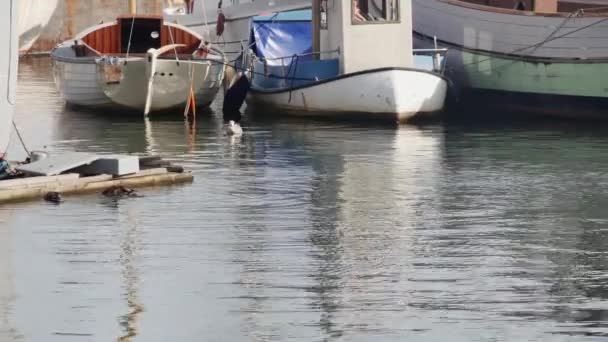 在平静的大海中航行的船只 旁边是游泳的海鸥和鸭子 — 图库视频影像