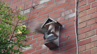  Bir güvercin, duvara bağlı bir besleyiciden beslenir.
