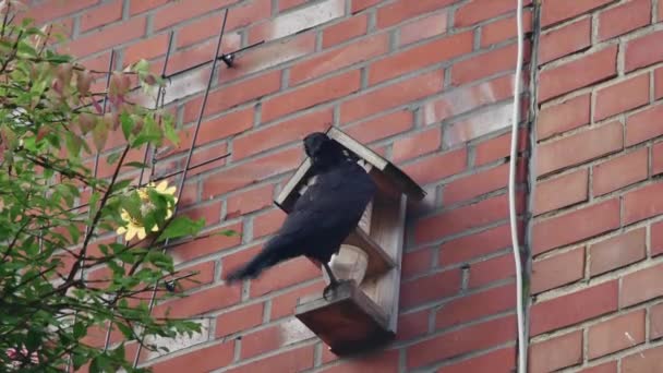 Crow Drives Pigeons Away Feeder Wall — Stock Video