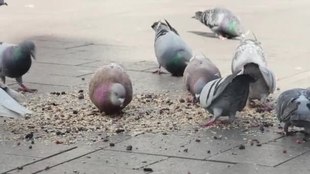 Bir Şehir Güvercini Sürüsü Yolda Yiyecek Gagalar Uçar Gider — Stok video