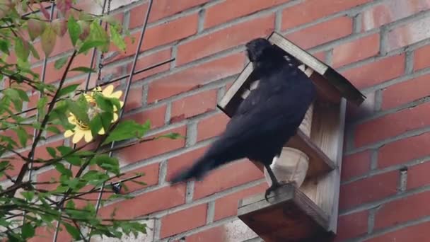 Crow Drives Pigeons Away Feeder Wall Close — Stock Video