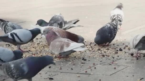 Stado Miejskich Gołębi Jedzących Jedzenie Drodze — Wideo stockowe