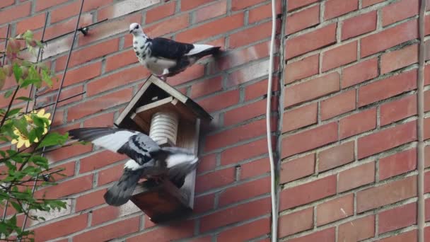 Hungry Pigeon Eats Feeder Attached Brick Wall — Stock Video