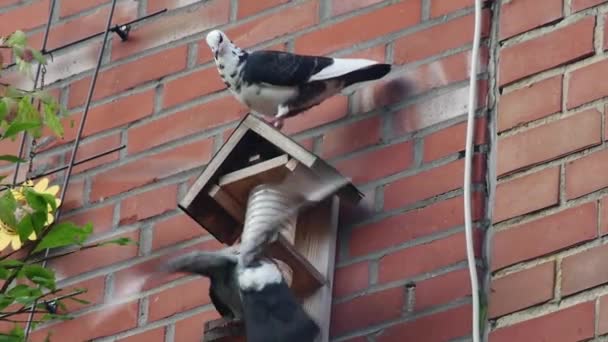 Pigeon Eats Feeder Attached Brick Wall Close — Stock Video
