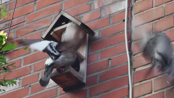Pigeon Eats Feeder Attached Wall Close — Stock Video