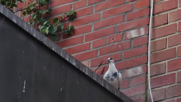 Pigeon Ville Mange Partir Une Mangeoire Fixée Mur Briques Dessus — Video