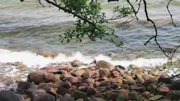 Playa Verano Con Piedras Árboles Marrones Primer Plano — Vídeos de Stock