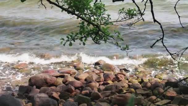 Playa Verano Con Piedras Marrones Árboles Cerca Cámara Lenta — Vídeo de stock