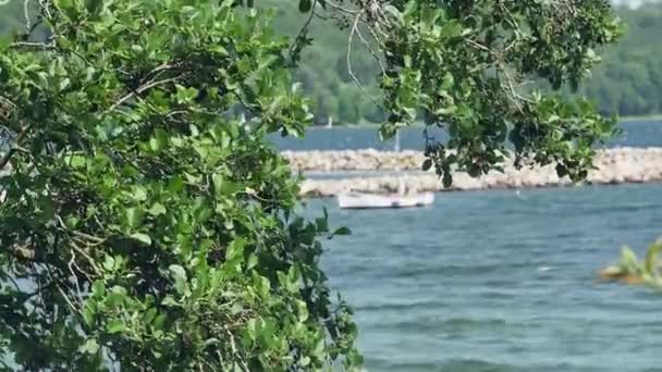 Vue Sur Port Mer Travers Les Branches Arbres — Video