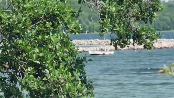 Vedere Portul Mării Prin Ramurile Unui Copac Mișcare Lentă — Videoclip de stoc