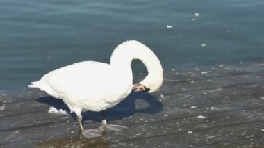 Bir çift zarif kuğu, bir ördeğin yanındaki sudaki tahta merdivende dinleniyor.