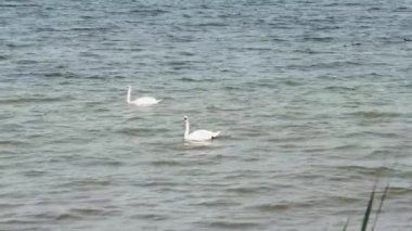 Bir çift kuğu, uzaktaki ördekler ile deniz dalgalarında yüzer.