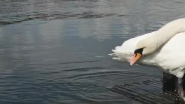 Limandaki ahşap bir merdivende tüylerini diken diken beyaz bir kuğunun yan görüntüsü.